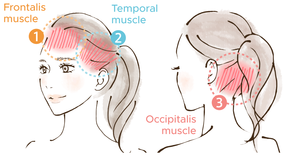1.Frontalis muscle・2.Temporal muscle・3.Occipitalis muscle
