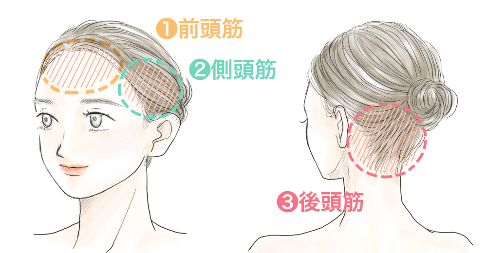 前頭筋、側頭筋、後頭筋の図解